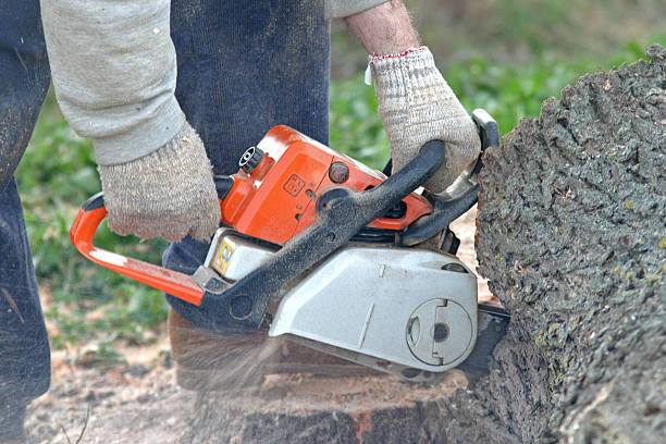 Best Arborist Consultation Services  in USA